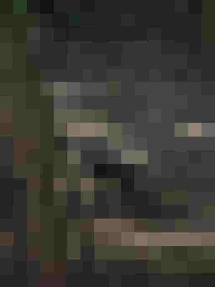 Wildschwein zwischen Bäumen im Wald, ideal für den Bogenschieß-Parcours in Saalfelden.