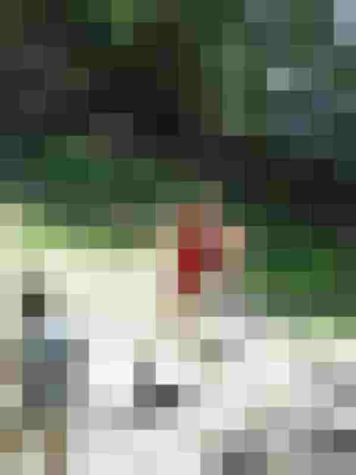 Gruppen von Personen beim Bogenschießen im Wald, umgeben von Natur.